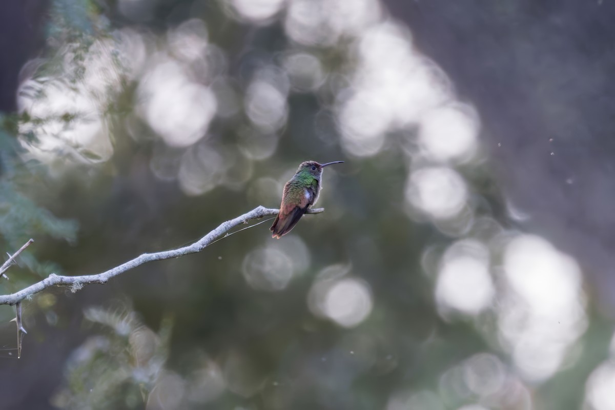 Buff-bellied Hummingbird - ML625893908