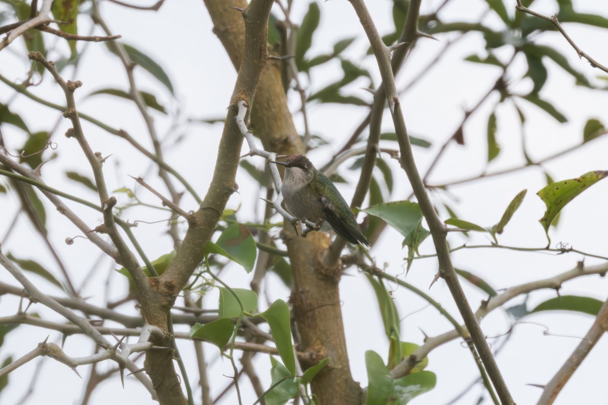 Ruby-throated Hummingbird - ML625893912