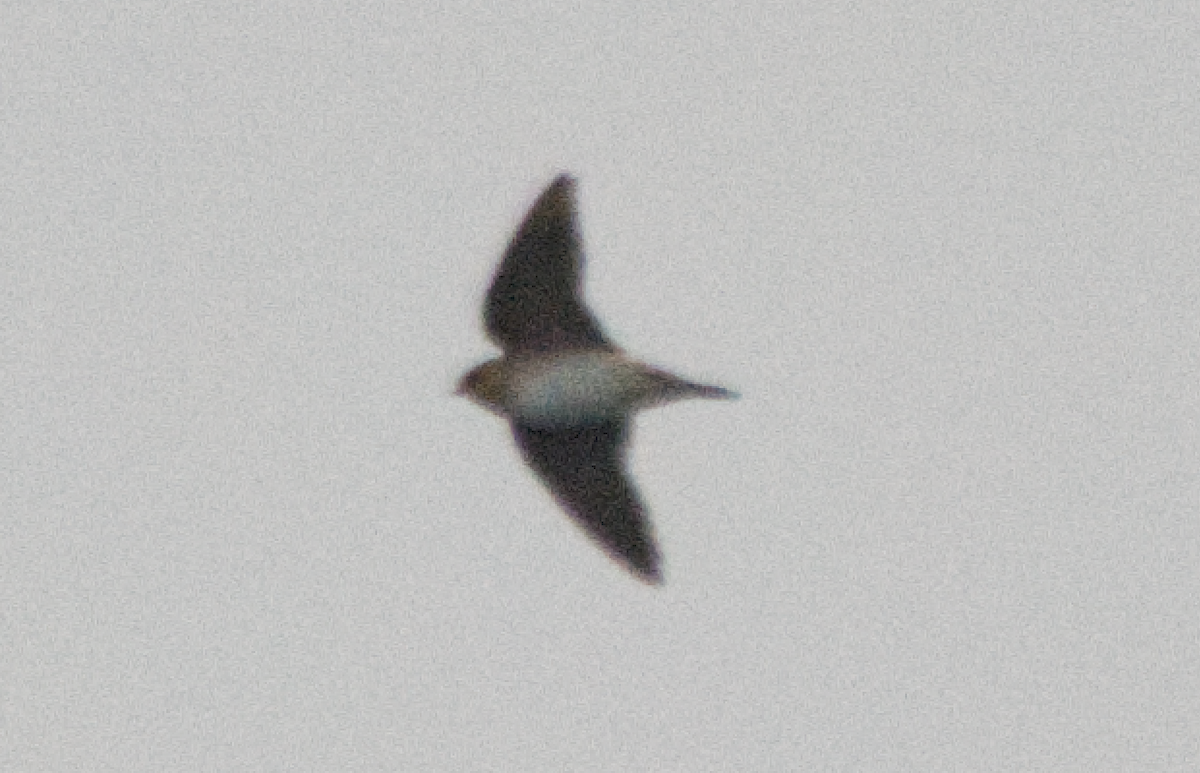 Cave Swallow - ML625893945