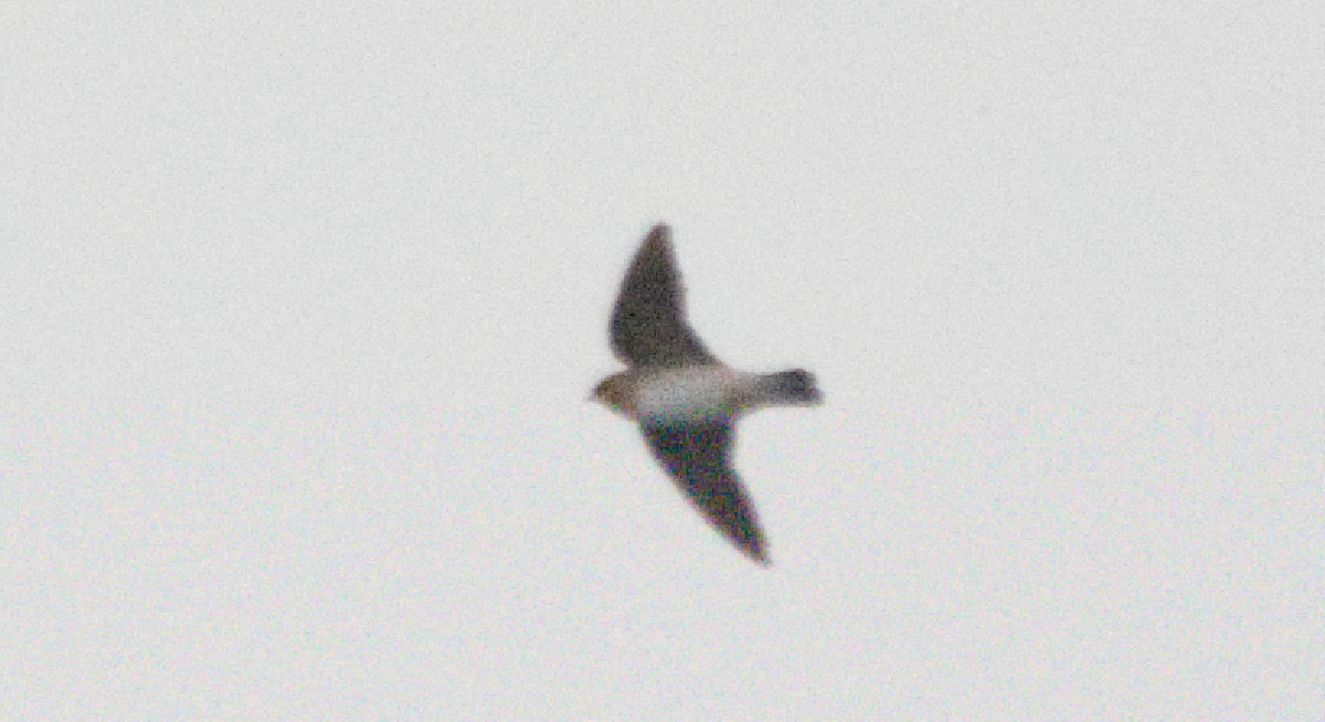 Cave Swallow - ML625893949