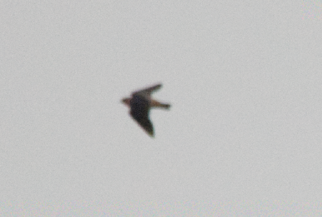 Cave Swallow - ML625893951