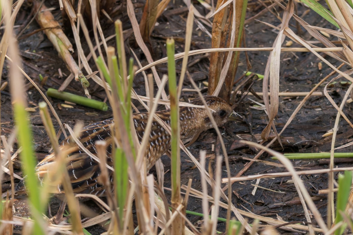 Yellow Rail - ML625893957