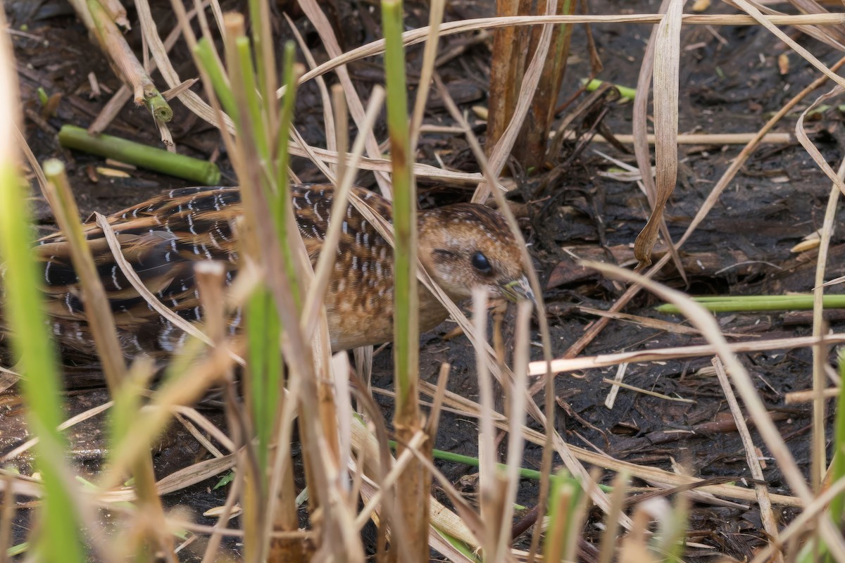 Yellow Rail - ML625893958