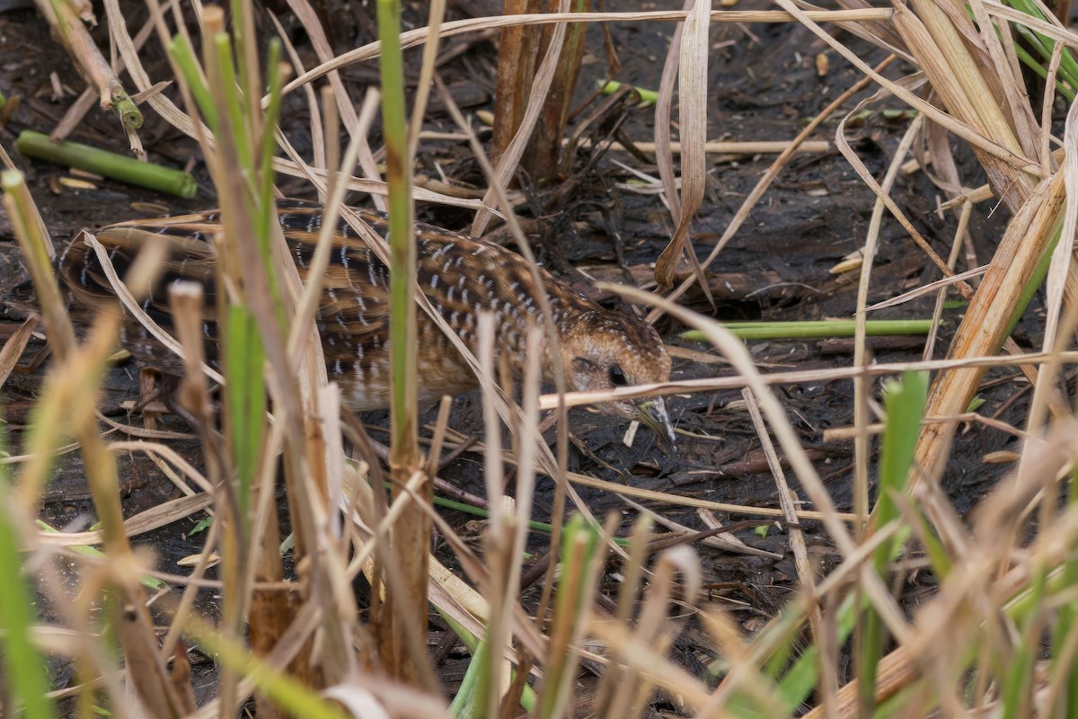 Yellow Rail - ML625893960