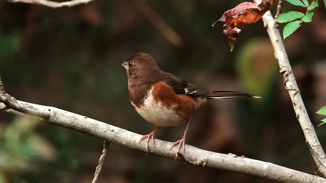 Eastern Towhee - ML625894061