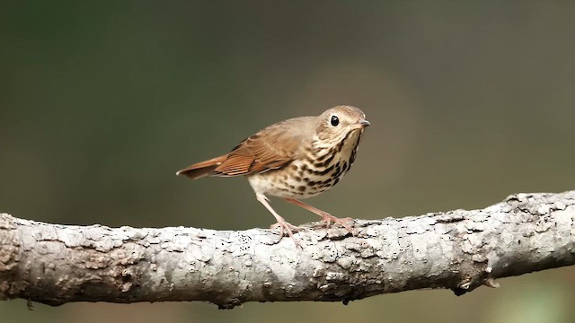 Hermit Thrush - ML625894136