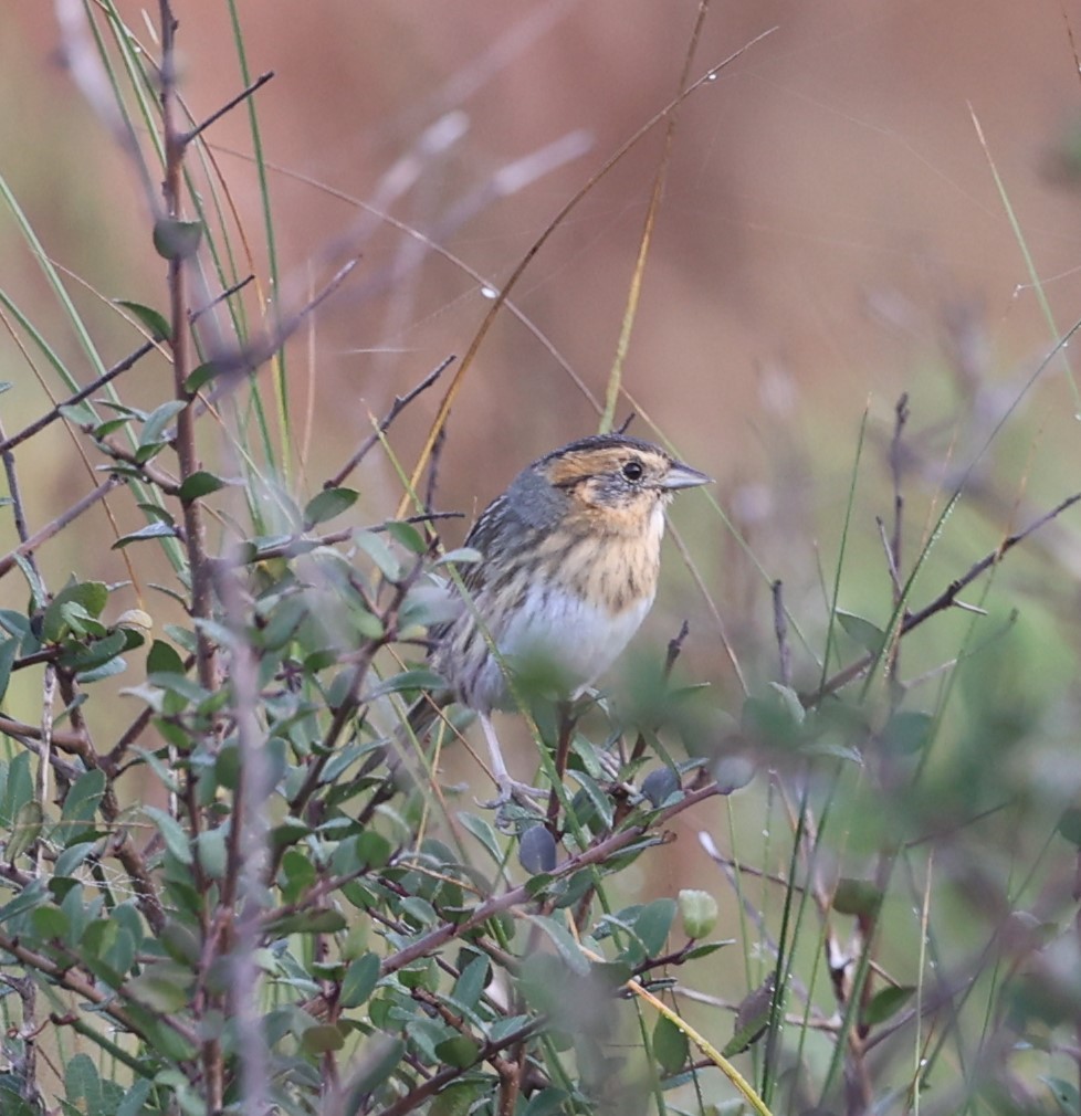 Nelson's Sparrow - ML625894238