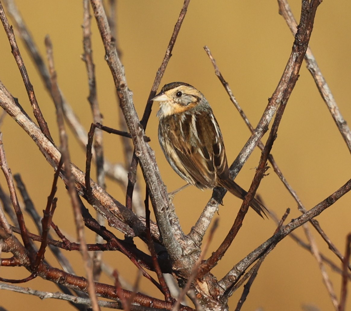 Nelson's Sparrow - ML625894239