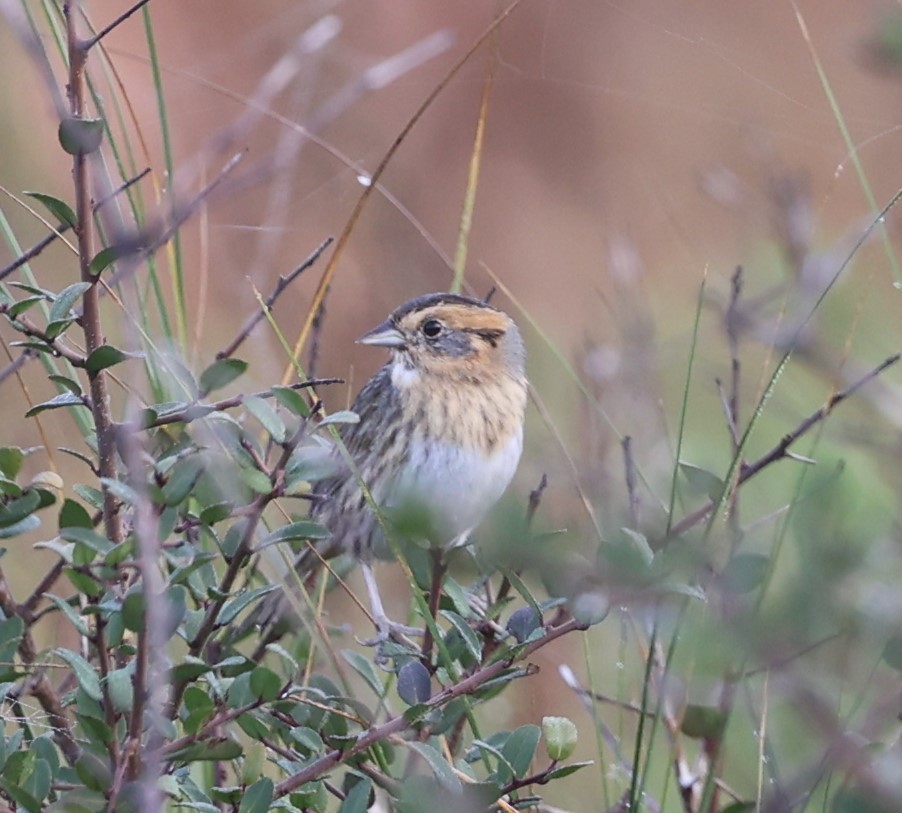 Nelson's Sparrow - ML625894240