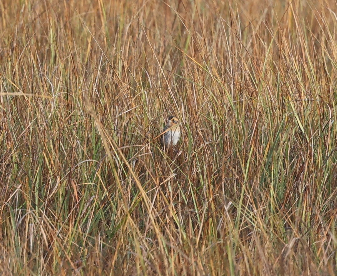 Nelson's Sparrow - ML625894241