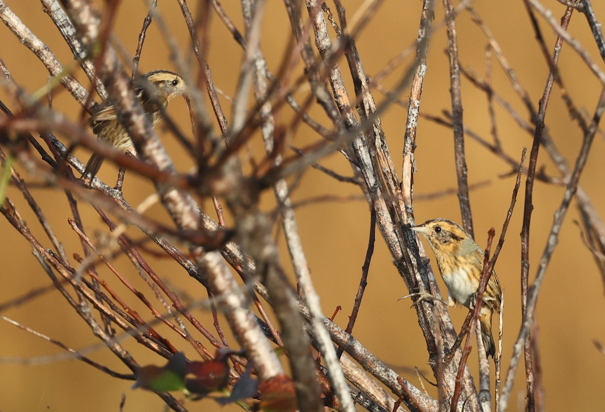 Nelson's Sparrow - ML625894242