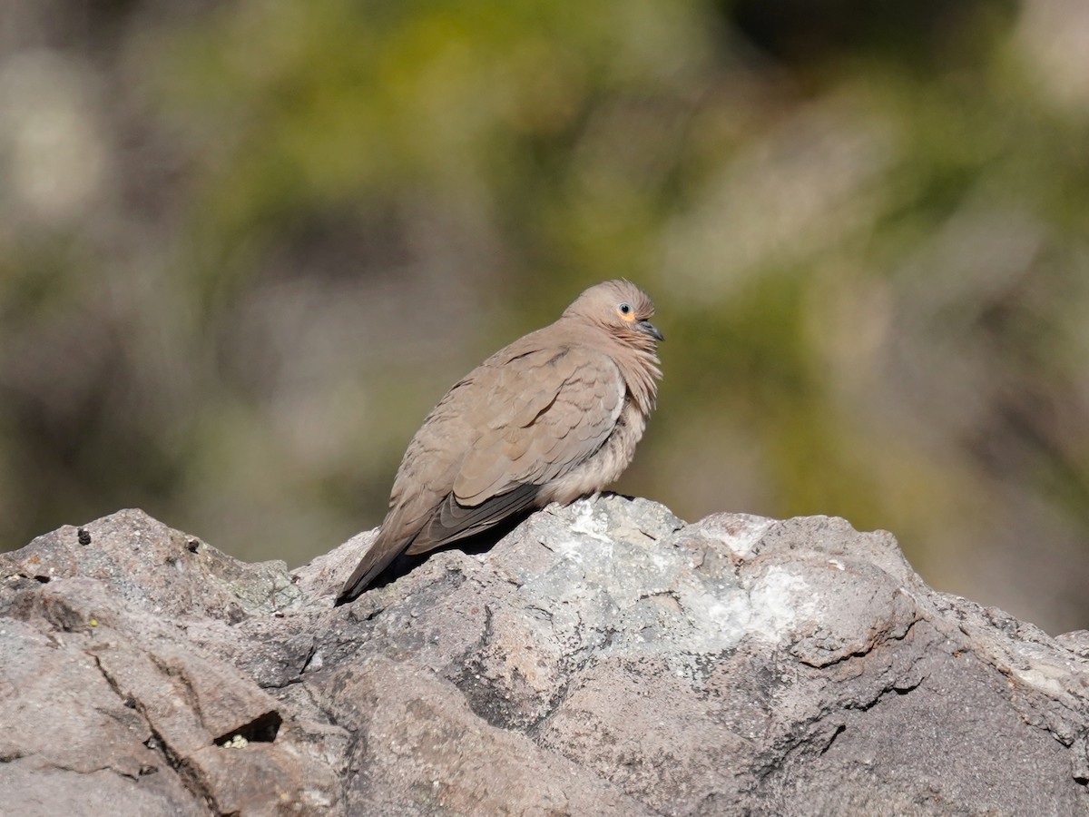 Black-winged Ground Dove - ML625894326