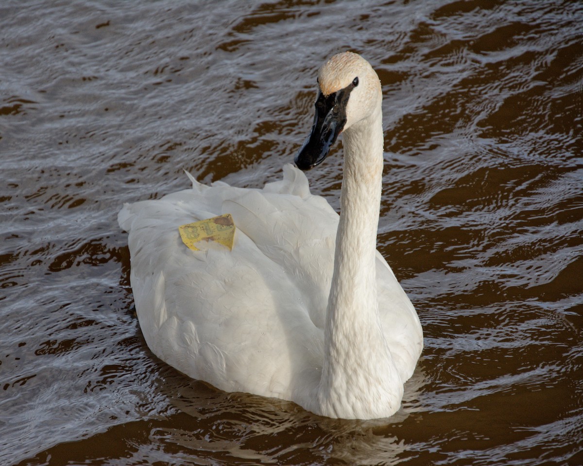 Trumpeter Swan - ML625894361