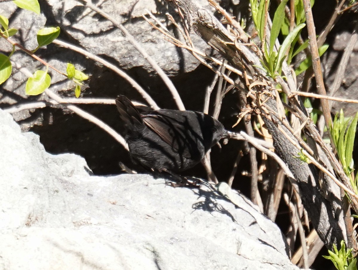 Magellanic Tapaculo - ML625894380