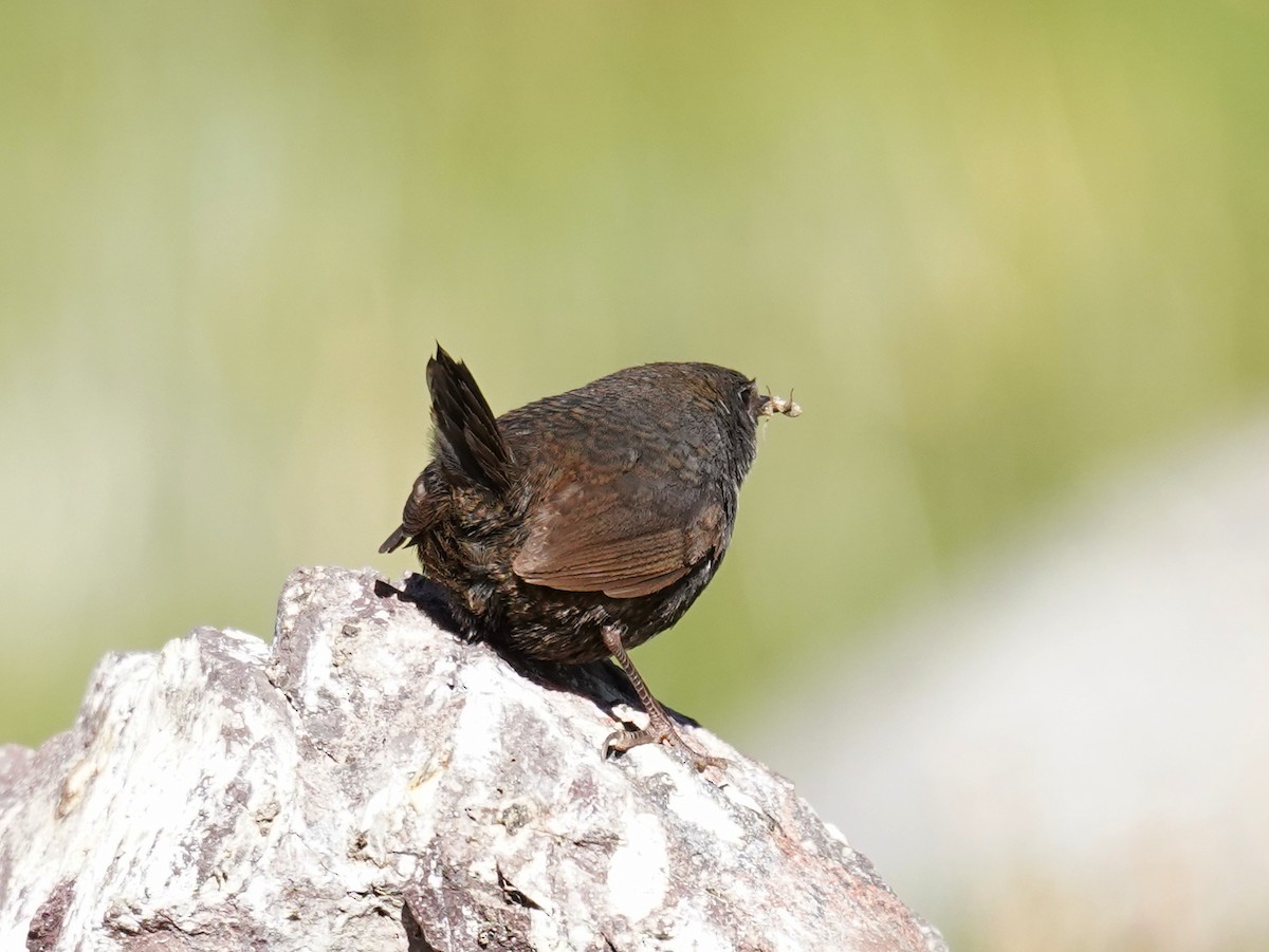 Magellanic Tapaculo - ML625894382