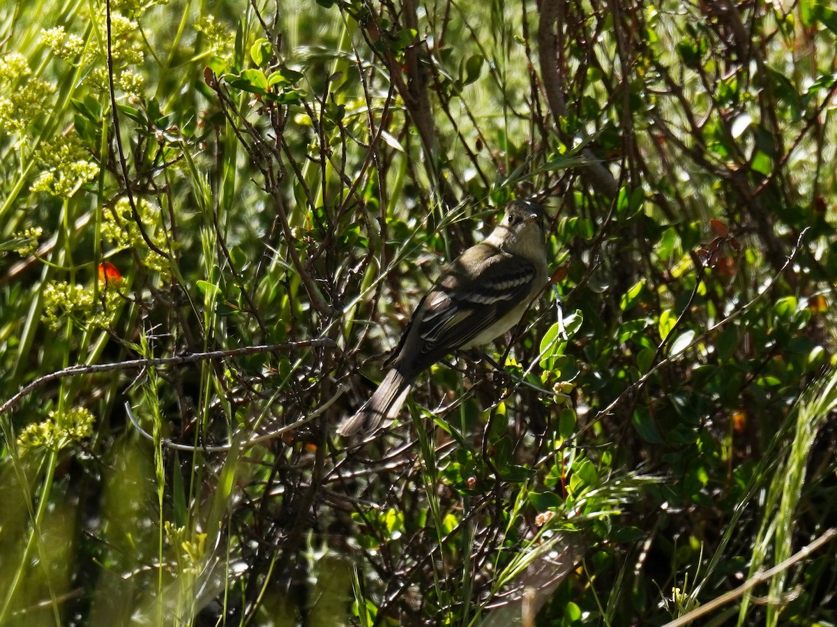 White-crested Elaenia - ML625894417