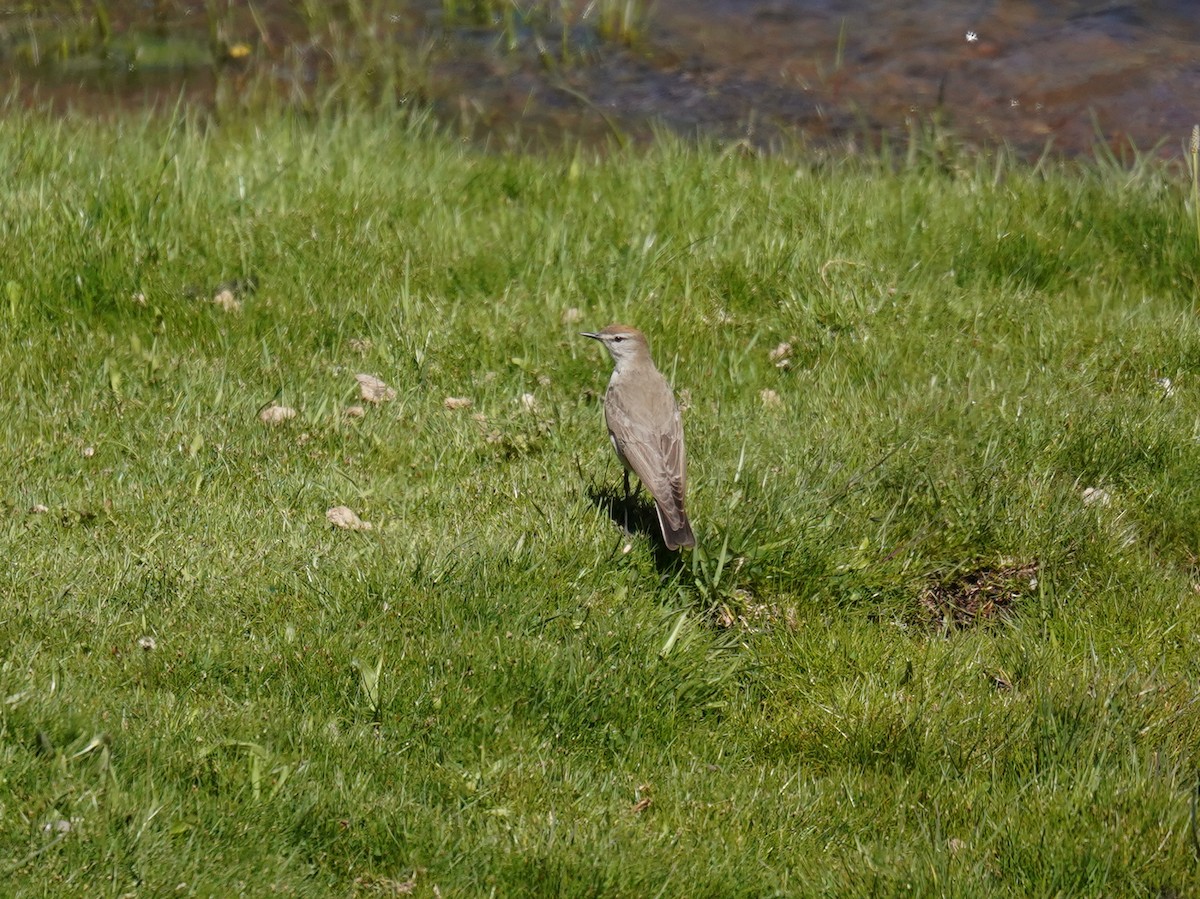 White-browed Ground-Tyrant - ML625894449