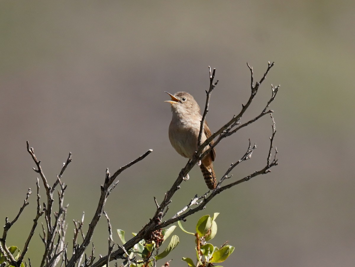 Southern House Wren - ML625894452