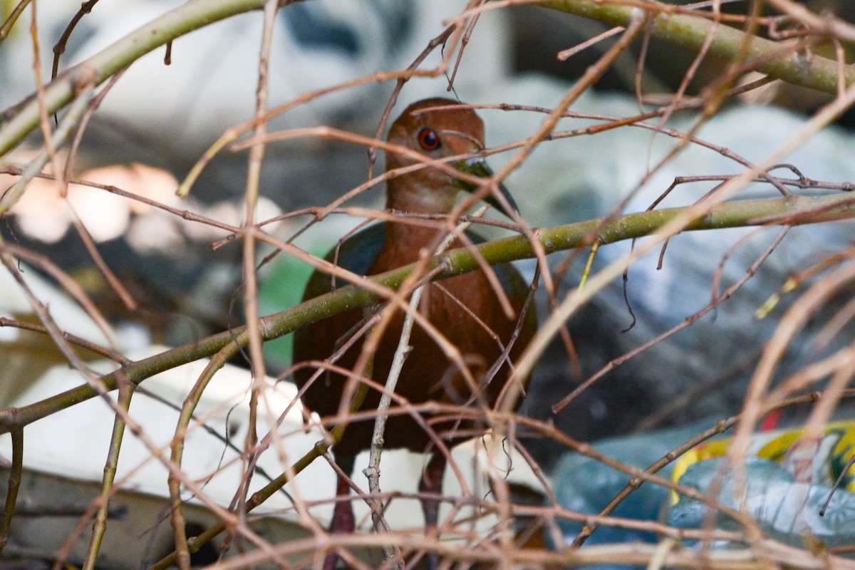 Rufous-necked Wood-Rail - ML625894470