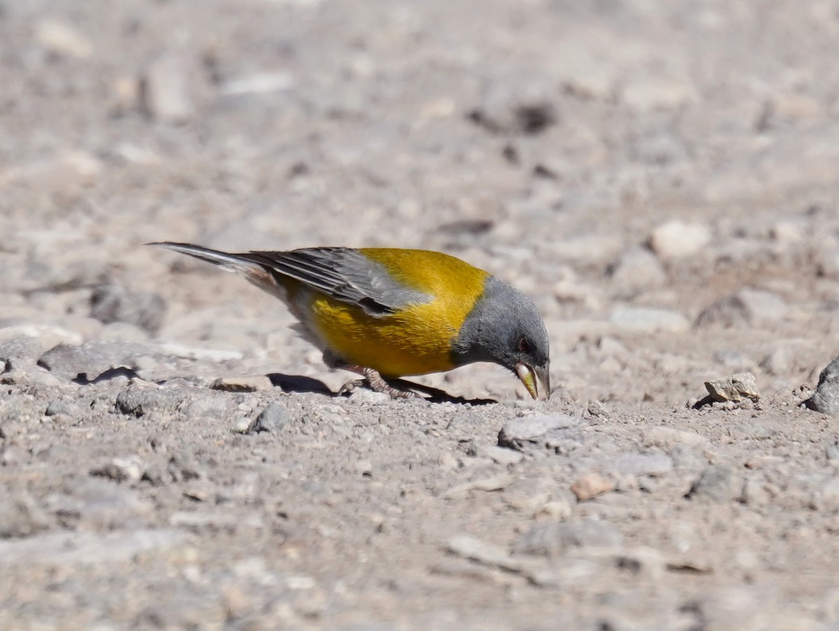 Gray-hooded Sierra Finch - ML625894520