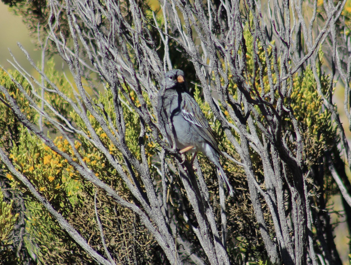 Mourning Sierra Finch - ML625894564