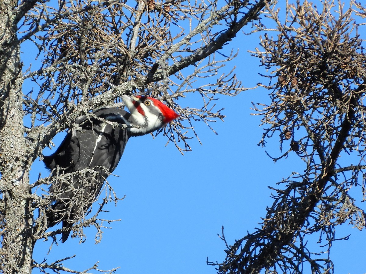 Pileated Woodpecker - ML625894855