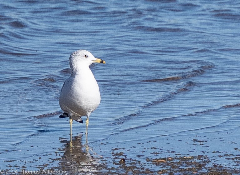 Ring-billed Gull - ML625895027