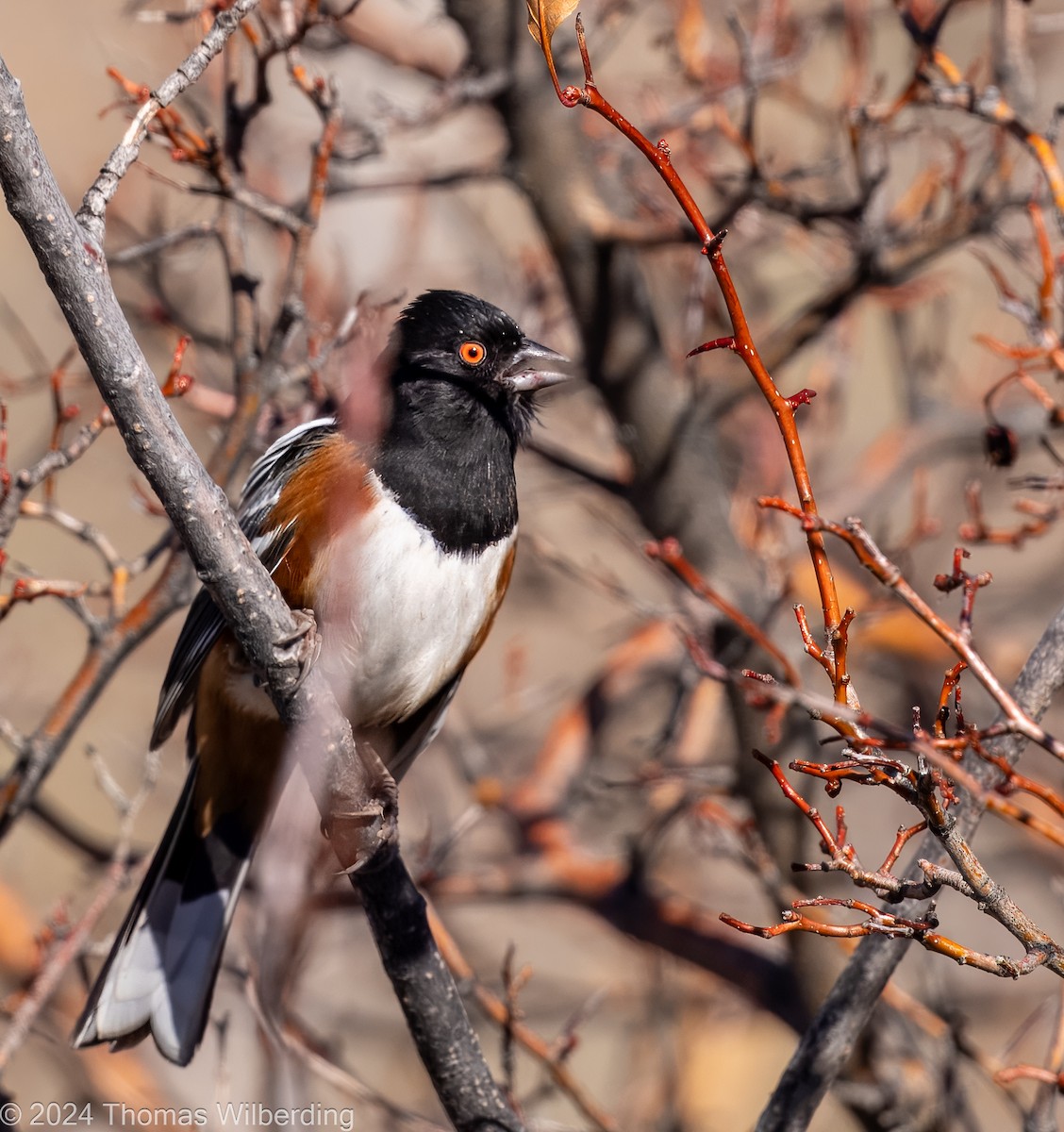Spotted Towhee - ML625895053