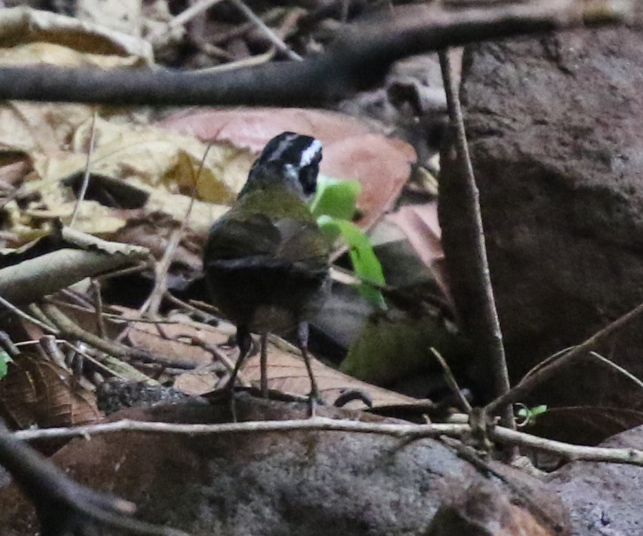 Orange-billed Sparrow - ML625895138