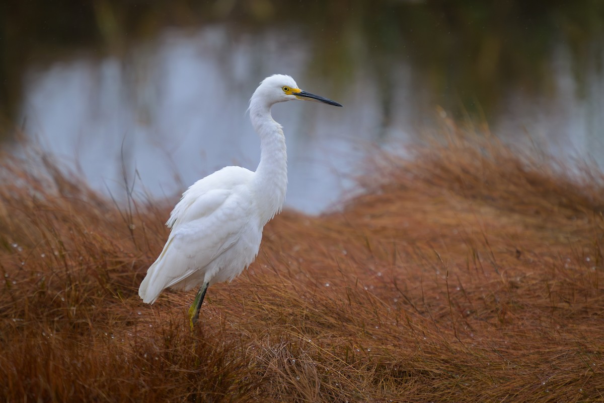 Snowy Egret - ML625895166