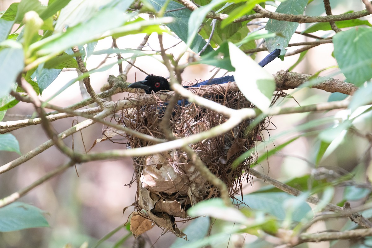 Crinkle-collared Manucode - ML625895252