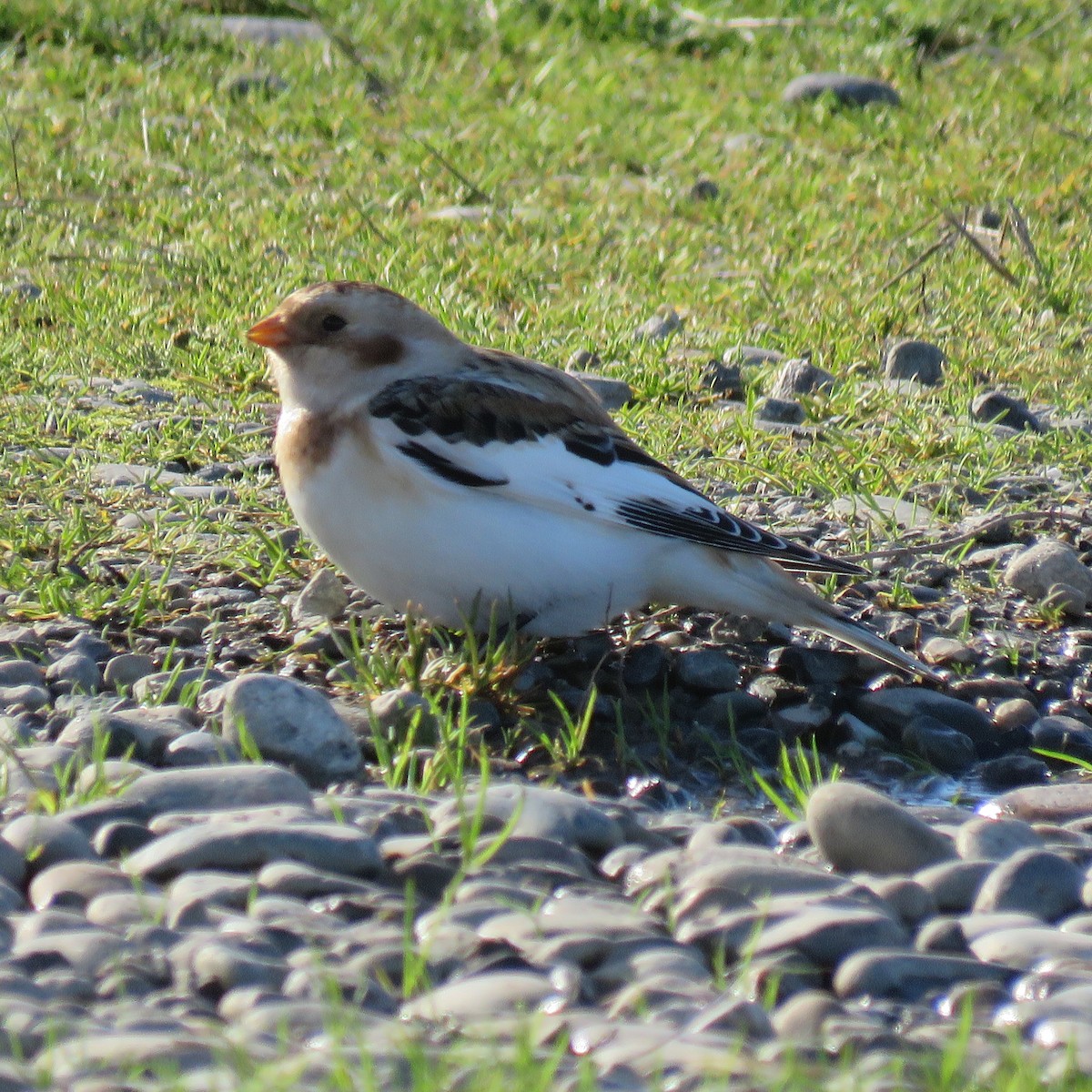 Snow Bunting - Steve Giles