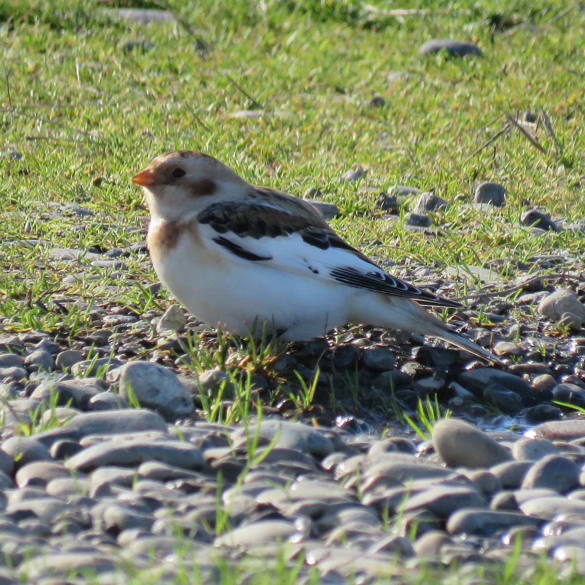 Snow Bunting - ML625895267