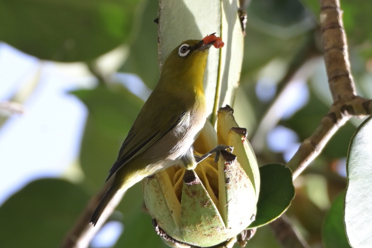 Warbling White-eye - ML625895297