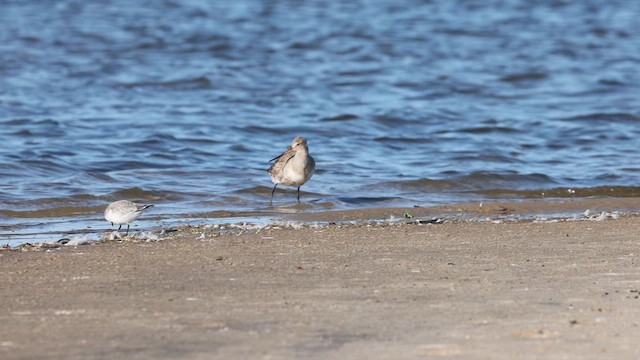 Hudsonian Godwit - ML625895426