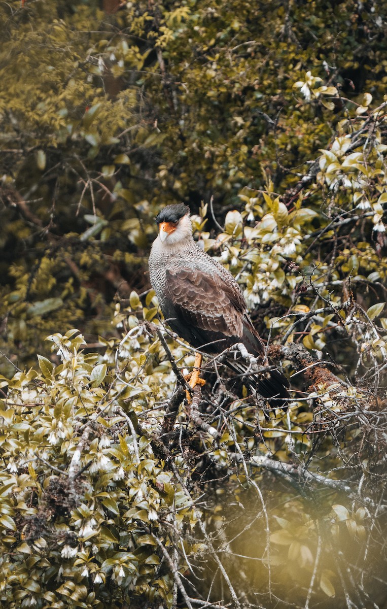 Crested Caracara - ML625895438
