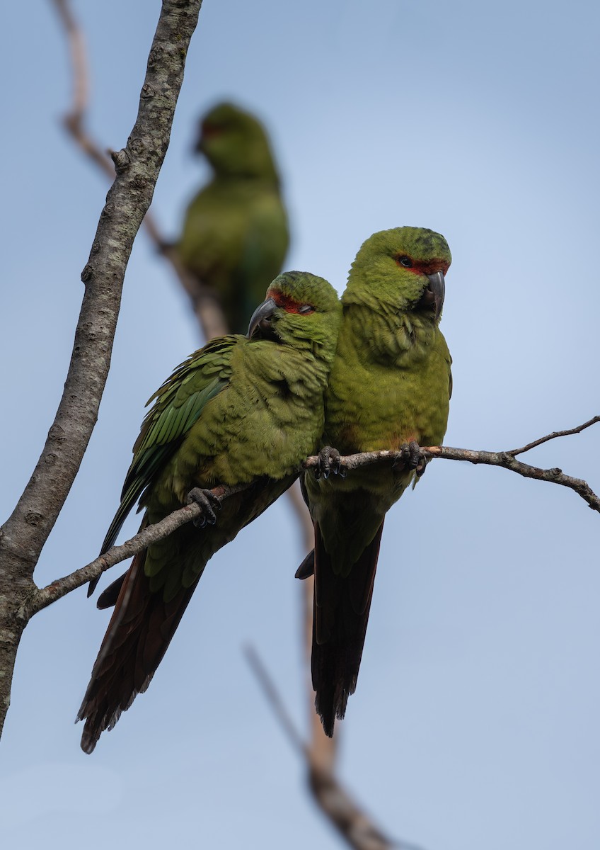 Slender-billed Parakeet - ML625895445
