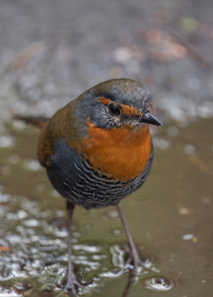 Chucao Tapaculo - ML625895452