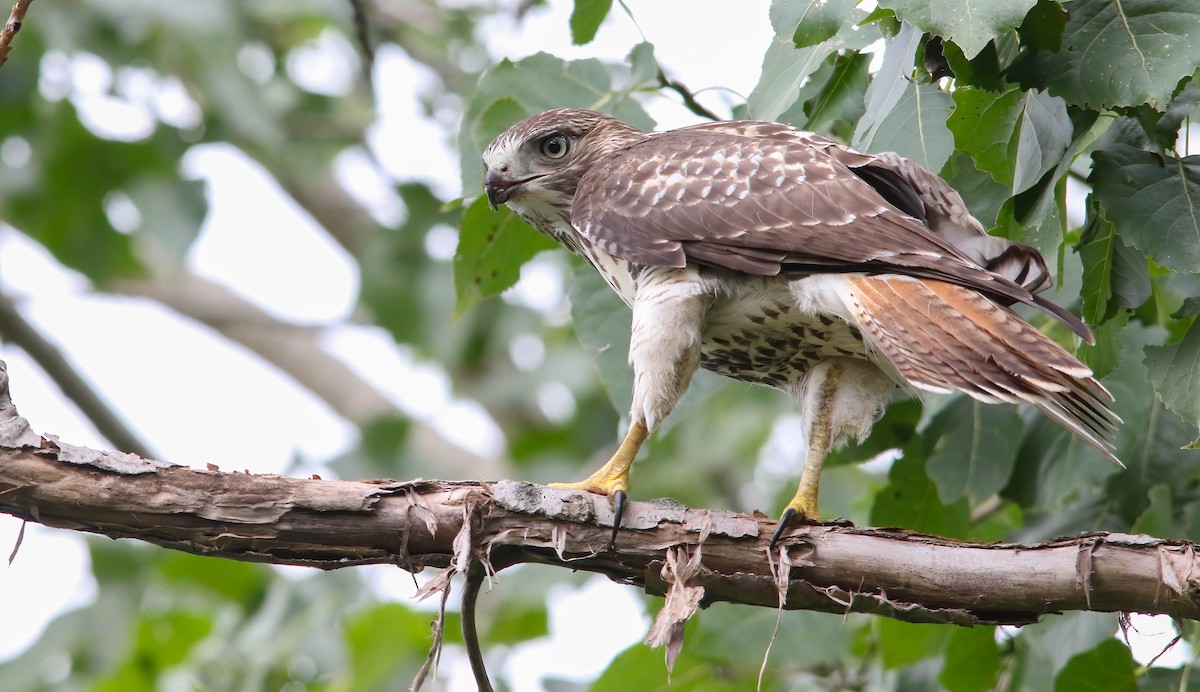 Red-tailed Hawk - ML625895497