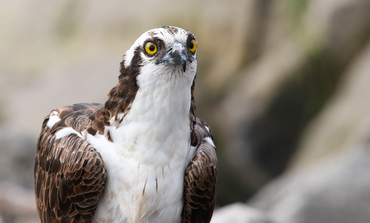 Osprey - ML625895506