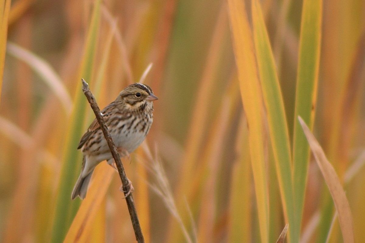 Savannah Sparrow - ML625895556