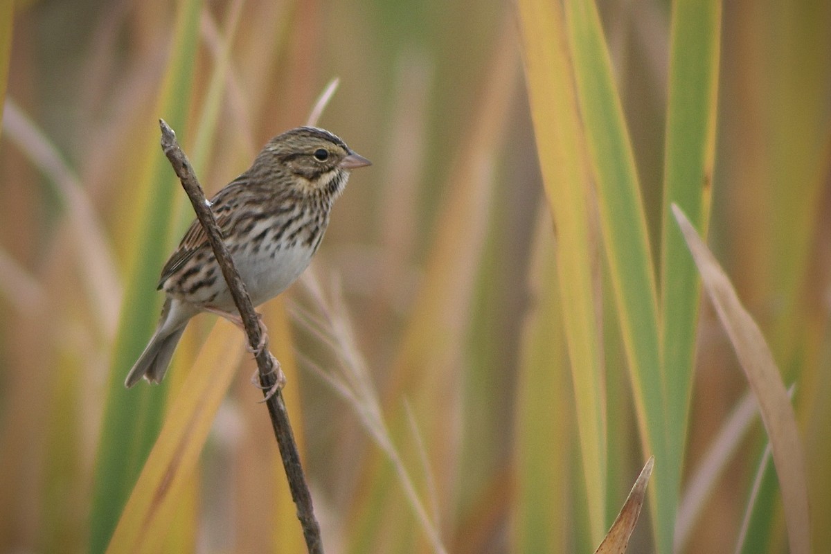 Savannah Sparrow - ML625895557