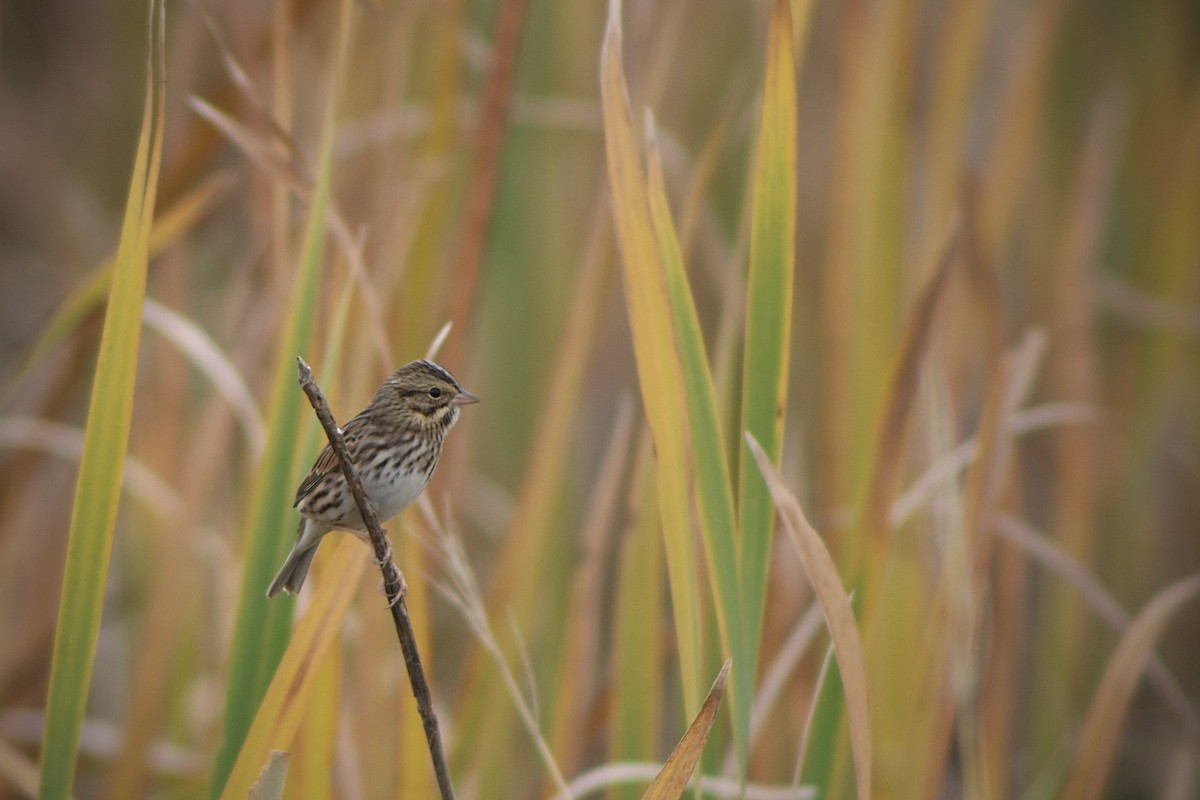 Savannah Sparrow - ML625895562