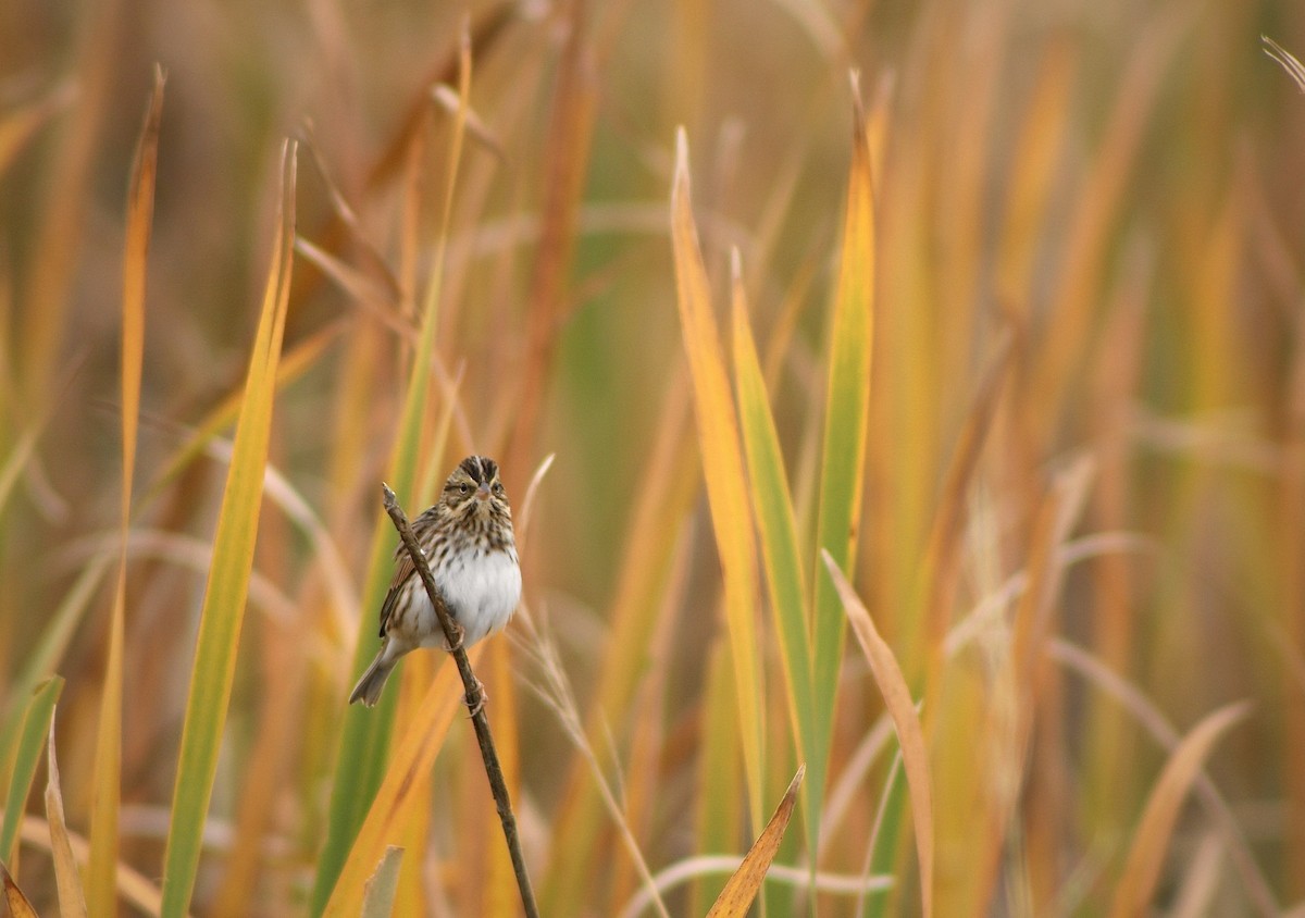 Savannah Sparrow - ML625895563