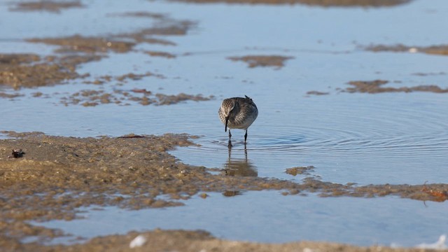 White-rumped Sandpiper - ML625895675