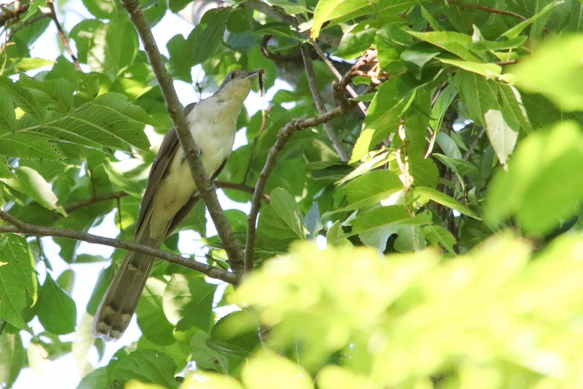 Black-billed Cuckoo - ML625895682