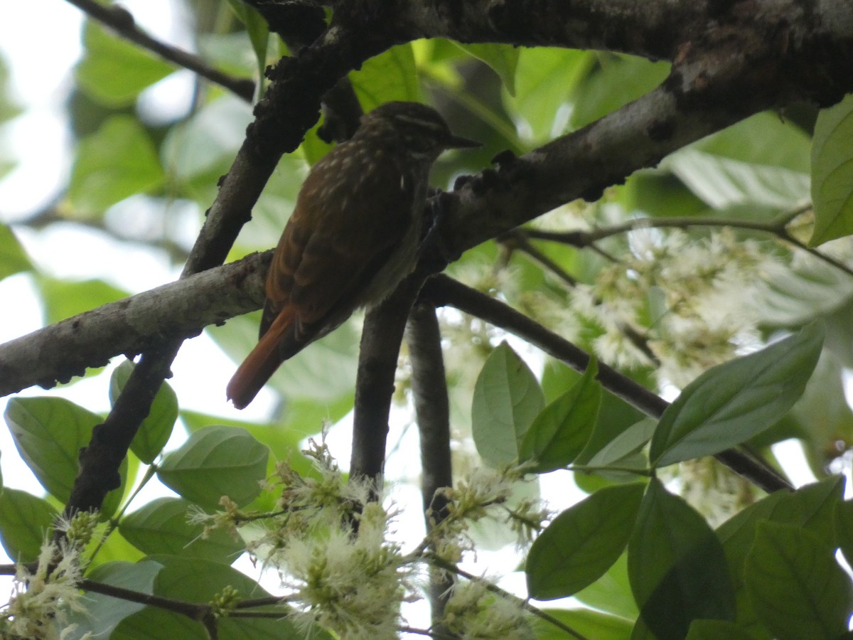 Slender-billed Xenops - ML625895758