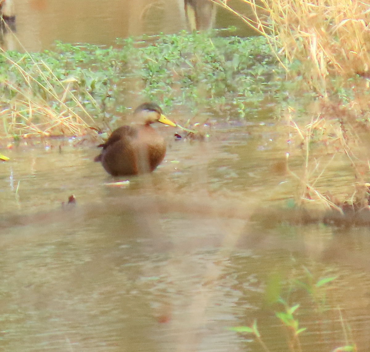 Mallard x American Black Duck (hybrid) - ML625895828