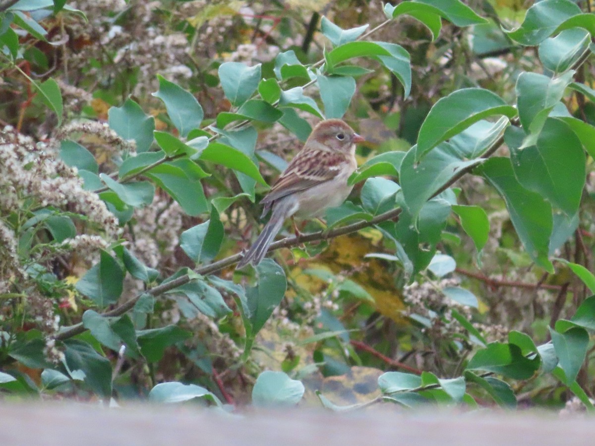 Field Sparrow - ML625895956