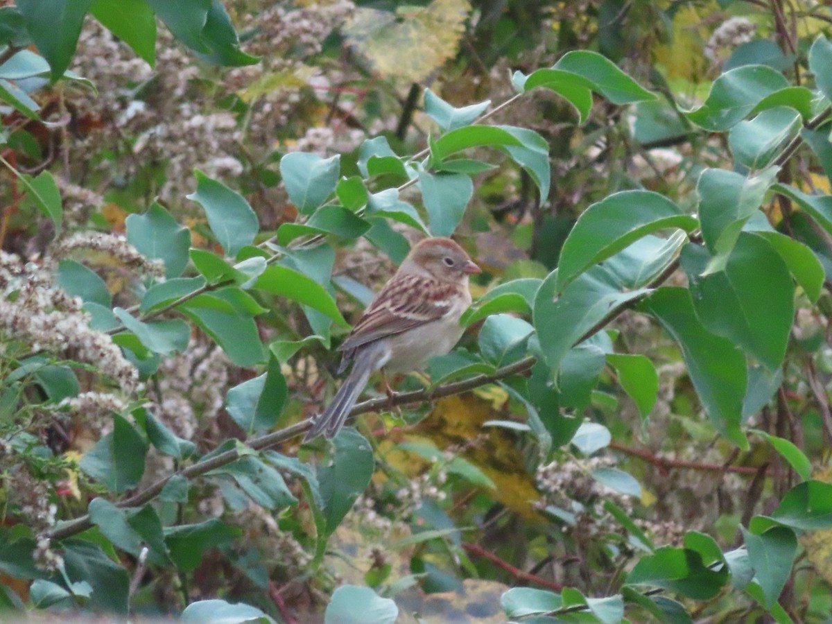 Field Sparrow - ML625895958